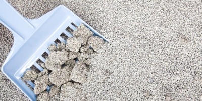 Żwirek zeolitowy - czy mój kot go zaakceptuje?