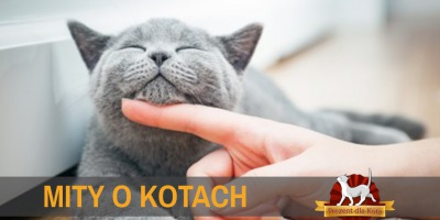 Mity o kotach