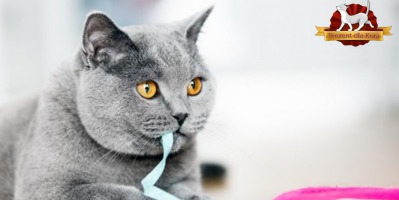 Kot brytyjski krótkowłosy