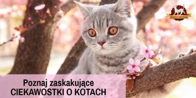 Ciekawostki o kotach