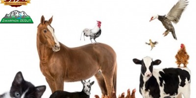 Zeolit dla zwierząt