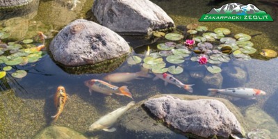 Rośliny i ryby w oczku wodnym