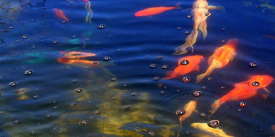 Jakie rybki do oczka wodnego warto wybrać?