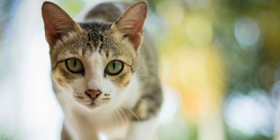 Instynkt łowiecki kota