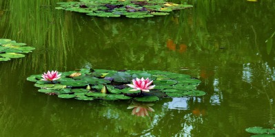 Jakie rośliny do oczka wodnego wybrać?