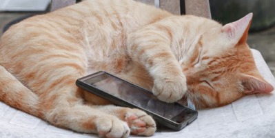 Jakie legowisko dla kota wybrać?