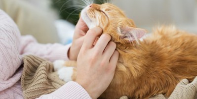 Dlaczego kot ugniata nas łapkami?