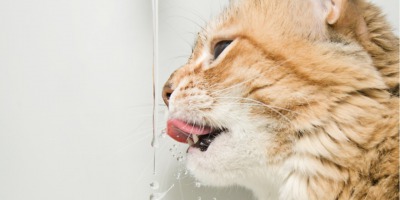 Dlaczego koty lubią bawić się wodą?