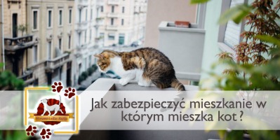Jak zabezpieczyć mieszkanie w którym mieszka kot?