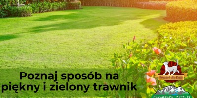Sposób na piękny, zielony trawnik